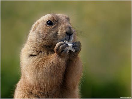 marmota